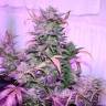 семена культурной конопли купить Auto AK 47 feminised
