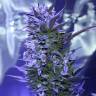 семена конопли с доставкой Auto AK 47 feminised