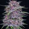 Auto Purple Sunset feminised Ganja Seeds