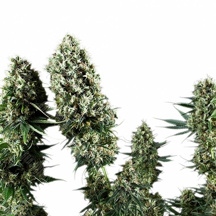 где можно заказать семена конопли Auto Flower Power regular