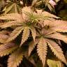 семена конопли для курения Chronic Thunder feminised Barneys Farm