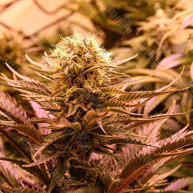 семена конопли для посадки купить Chronic Thunder feminised Barneys Farm