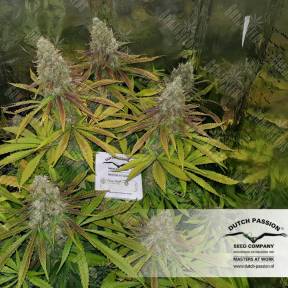 Power Plant regular Dutch Passion Seeds