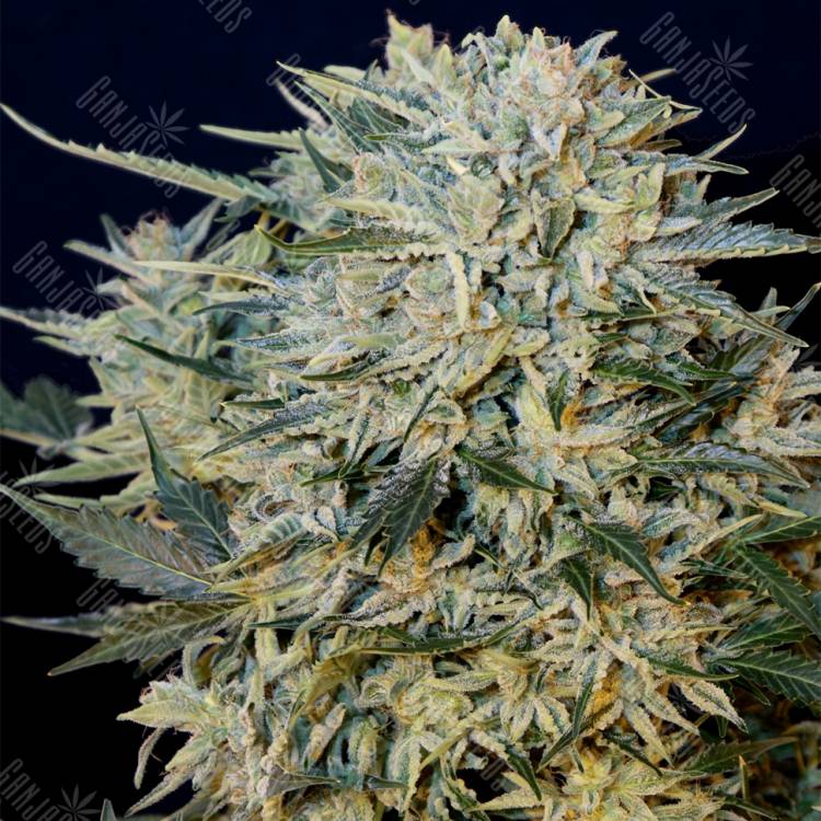 семена конопли в фирменной упаковке Auto Sugar GOM feminised Grass-o-Matic