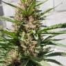 семена индийской конопли Purple Kush feminised Kannabia Seeds семена индийской конопли Purple Kush feminised Kannabia Seeds