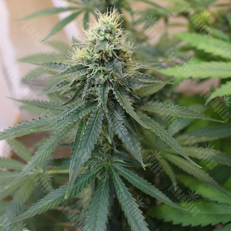 семена конопли в интернете Master Kush regular Nirvana Seeds