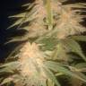Семки Green Poison feminised Ganja Seeds купить