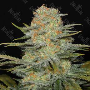 Auto Dolche Cheese feminised Ganja Seeds