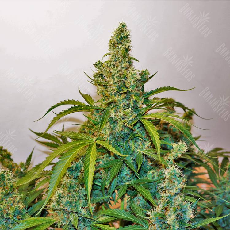 семена конопли феминизированные Auto Blue Kush feminised