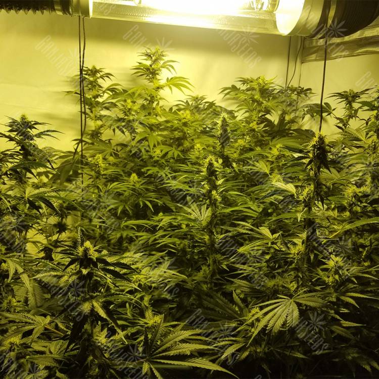 семена конопли элитных сортов Cookies Kush feminised Barneys Farm