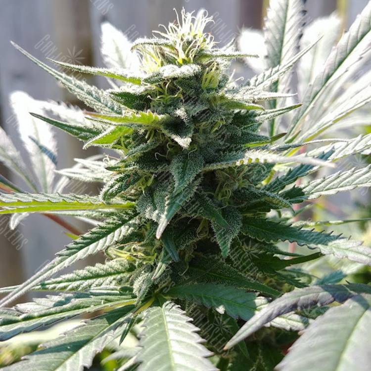 семена конопли курьером Kiss (Queso) feminised Kannabia Seeds семена конопли курьером Kiss (Queso) feminised Kannabia Seeds