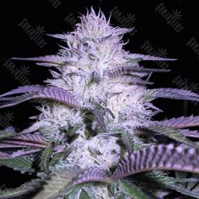 Currant Kush feminised VIP Seeds