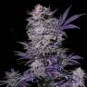 качественные семена конопли Currant Kush feminised VIP Seeds