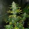 Качественные семена марихуаны Auto Royal Gorilla feminised Ganja Seeds