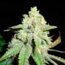 купить семена конопли Auto White Widow feminised