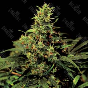 Auto Big Bang feminised Green House Seeds