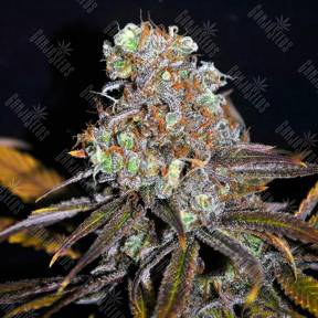 Critical Mass feminised Ganja Seeds