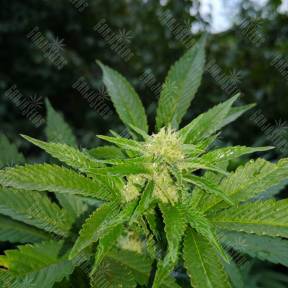 Crimea Blue feminised Barneys Farm