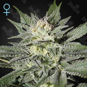 King`s Kush CBD feminised Green House Seeds