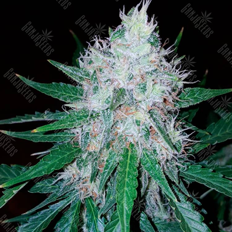 Семена ганжы Auto Royal Creamatic feminised Ganja Seeds купить