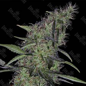 Auto Sweet Tooth x Somango feminised Ganja Seeds