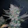 семена конопли недорого Auto Dark Devil feminised семена конопли недорого Auto Dark Devil feminised