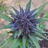 семена конопли автоцвет Auto Dark Devil feminised семена конопли автоцвет Auto Dark Devil feminised