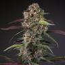 Auto Blackberry Kush feminised Dutch Passion Seeds Auto Blackberry Kush feminised Dutch Passion Seeds