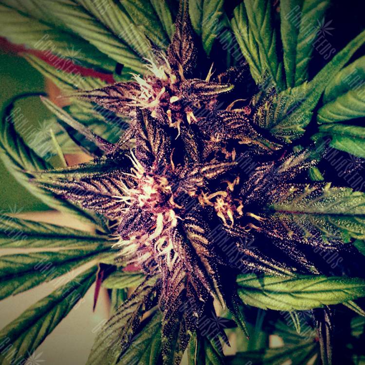 Auto Blackberry Kush feminised Dutch Passion Seeds Auto Blackberry Kush feminised Dutch Passion Seeds