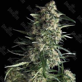 Auto Galaxy regular Ganja Seeds