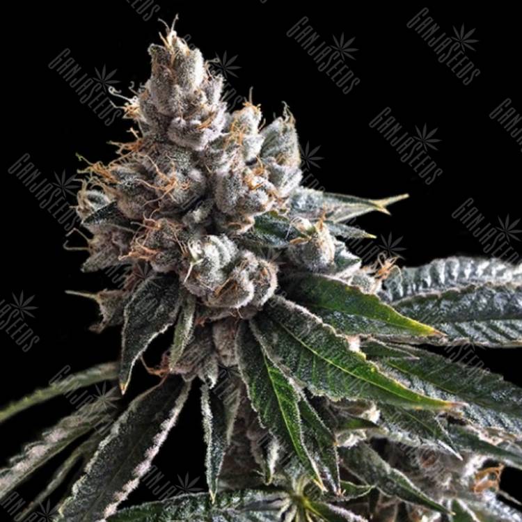 семена конопли дешево Golden Lemons feminised DNA Genetics