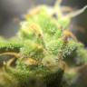 семена конопли автоцвет Auto Quick One feminised Royal Queen