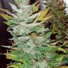 Opium feminised Ganja Seeds