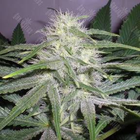The Church feminised Ganja Seeds