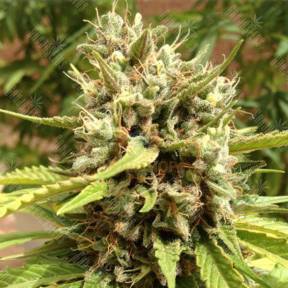 Auto Blueberry feminised Dutch Passion Seeds