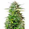 Auto Jack 47 feminised RuSeeds