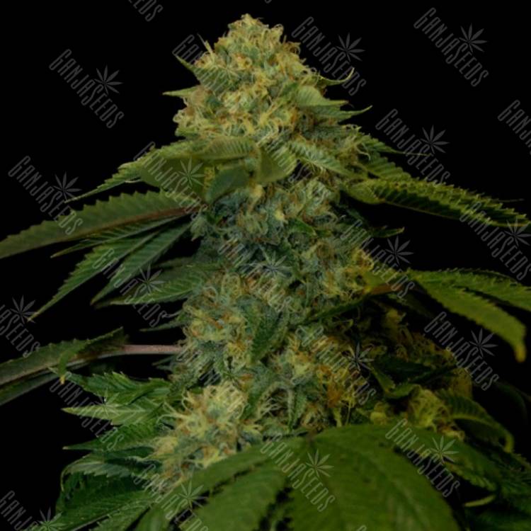 семена индийской конопли Holy Grail Kush feminised DNA Genetics семена индийской конопли Holy Grail Kush feminised DNA Genetics