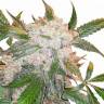 семена конопли индика White Widow regular Dutch Passion Seeds семена конопли индика White Widow regular Dutch Passion Seeds