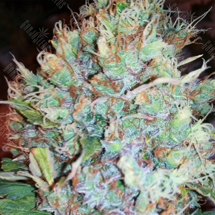 автоцветущие семена конопли Auto Royal AK feminised Royal Queen