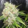 семена сортовой конопли Auto Royal AK feminised Royal Queen