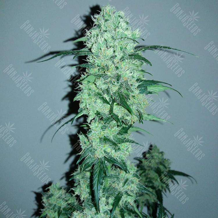 семена конопли в России Auto Crystal Candy feminised Sweet Seeds