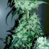 семена культурной конопли купить Auto Crystal Candy feminised Sweet Seeds