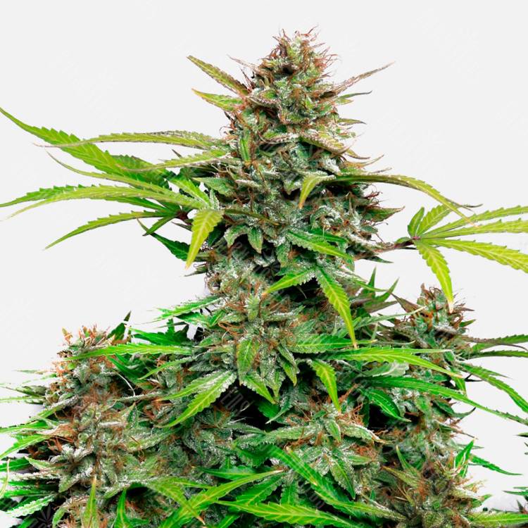 Семена марихуаны Auto Snow Queen feminised Ganja Seeds Семена марихуаны Auto Snow Queen feminised Ganja Seeds