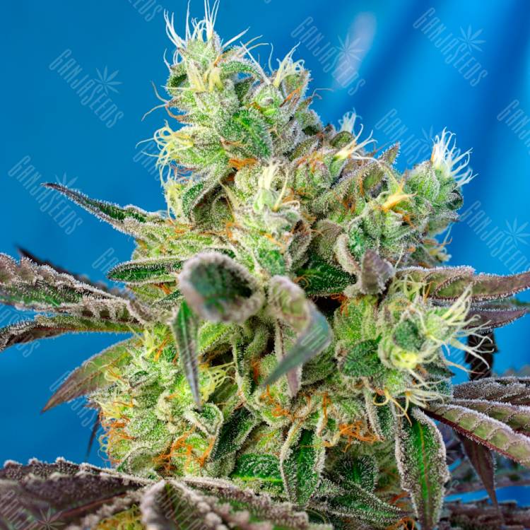 Семена конопли Do-Sweet-Dos feminised Ganja Seeds купить Семена конопли Do-Sweet-Dos feminised Ganja Seeds купить
