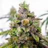 Семена конопли Do-Sweet-Dos feminised Ganja Seeds онлайн Семена конопли Do-Sweet-Dos feminised Ganja Seeds онлайн