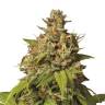The Doctor feminised Ganja Seeds