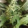 хорошие семена конопли Irtysh feminised Bang Seeds