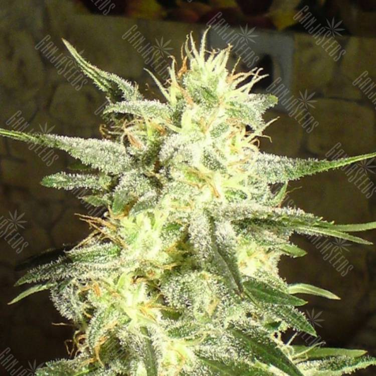 семена конопли Россия G13 Haze feminised Barneys Farm семена конопли Россия G13 Haze feminised Barneys Farm