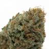 заказ семян конопли Москва G13 Haze feminised Barneys Farm заказ семян конопли Москва G13 Haze feminised Barneys Farm