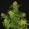 семена конопли аутдор White Widow x The Ultimate regular Dutch Passion Seeds семена конопли аутдор White Widow x The Ultimate regular Dutch Passion Seeds